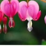 Đến lượt em yêu anh