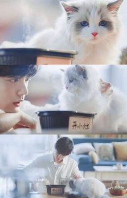 [Edit|BJYX] Nhặt Được Một Chú Mèo (Hoàn) Poster