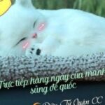 Trực tiếp hàng ngày của manh sủng đế quốc – Dữu Tử Quân CC