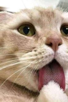 Cầm thú không bằng (bách hợp futa)