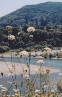 gem4th; có con mèo bếu nằm trên ghế sô pha Poster