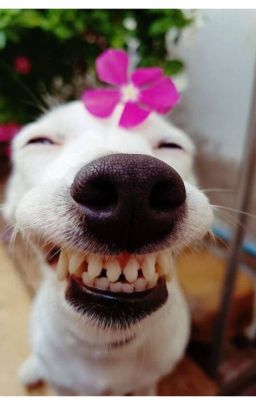 Mấy Shot Ngắn Thoi