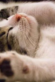 Bản Thảo, Ý Tưởng