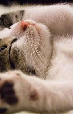 Bản Thảo, Ý Tưởng