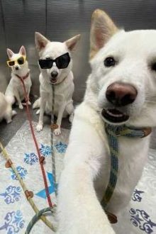 [Atsh]Chung Cư Sương Mai🌞