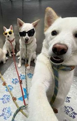 [Atsh]Chung Cư Sương Mai🌞