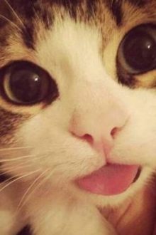 Allnegav | Sữa Gạo