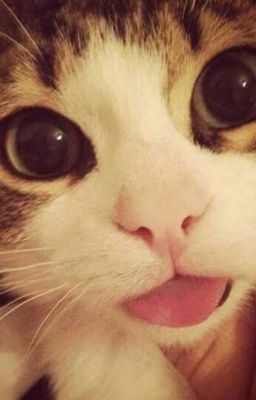 Allnegav | Sữa Gạo