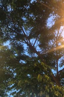 Trong Thế Giới Mới