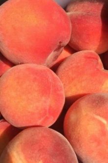 [Libra – Centric] Willowy