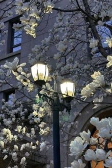 [Shingensomi] Silent