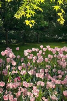 Anhduy | Rhycap | Abo | Mùa Hè Năm Đó