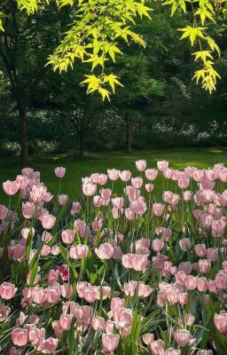 Anhduy | Rhycap | Abo | Mùa Hè Năm Đó