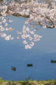 [Rhycap]Anh Và Em(Abo)