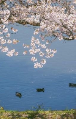 [Rhycap]Anh Và Em(Abo)