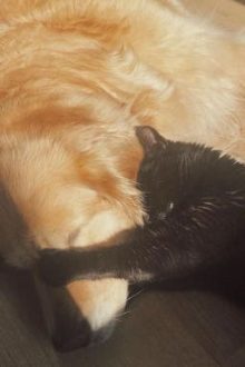 [Meanie] Chromosome.