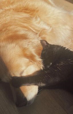 [Meanie] Chromosome.