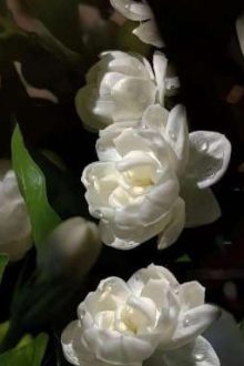 [Lushow] Em Có Đó Không?