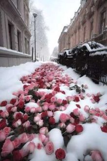 [Joongdunk][Abo] Hoa, Tuyết Và Em