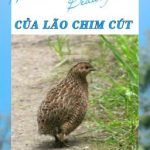 [Hoàn][Edit/Đm]Mùa Xuân Tươi Đẹp Của Lão Chim Cút