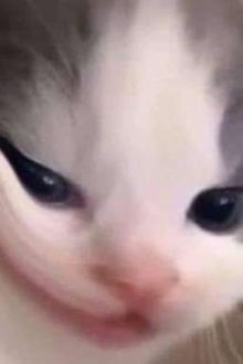 Tổng Hợp Tráng Thụ L Múp