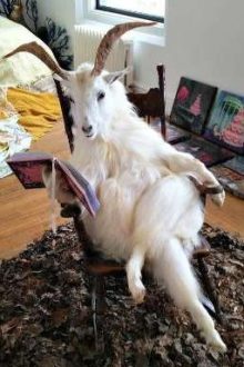 [21+][Cao H][Thô Tục]Dăm Ba Câu Chuyện Nhân Viên Văn Phòng Và Con Cún Của Anh Ta