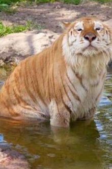 Ma Nữ Vú Bự Bị Địt Lỏng Lồn.