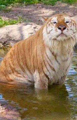 Ma Nữ Vú Bự Bị Địt Lỏng Lồn.