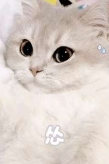 Bé Mèo Cưng Dính Người Nhất (Hoàn Thành)