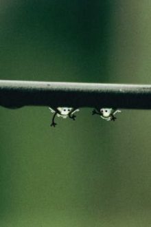 Chỉ Vì Hiên Sinh