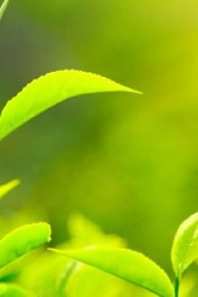 Trà Hương Mãn Tinh Không