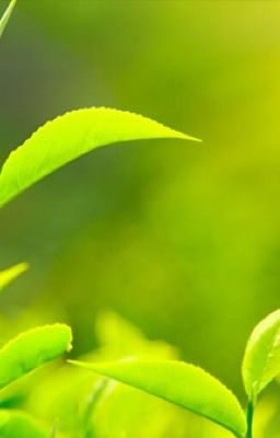 Trà Hương Mãn Tinh Không