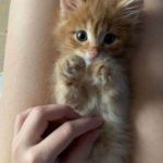[Thô Tục] Chat Sex Với Top Donate