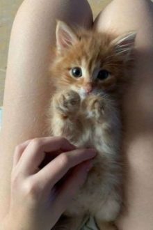 [Thô Tục] Chat Sex Với Top Donate