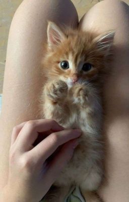 [Thô Tục] Chat Sex Với Top Donate