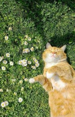 Anh Hàng Xóm Poster