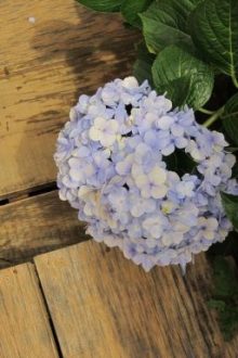 [Đm] Tập Hợp Các Đoản