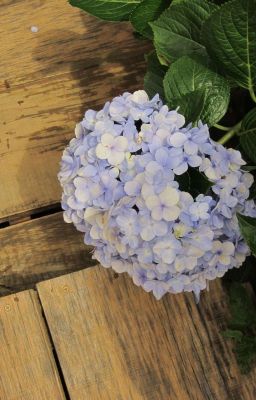 [Đm] Tập Hợp Các Đoản