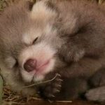 Cam Tâm Tình Nguyện Bị Đàn Em Địt.