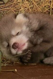 Cam Tâm Tình Nguyện Bị Đàn Em Địt.