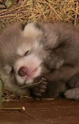 Cam Tâm Tình Nguyện Bị Đàn Em Địt. Poster