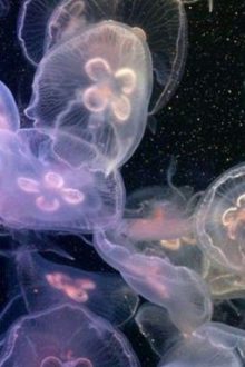 [ Đm – Cao H] Tiểu Thần Tượng