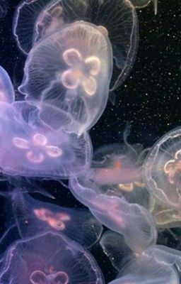 [ Đm – Cao H] Tiểu Thần Tượng