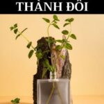 [ĐM-Xong] Hợp tác thành đôi – Thập Cửu Độ